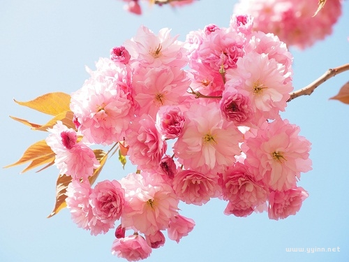 櫻花句子唯美文案（櫻花發朋友圈的句子）