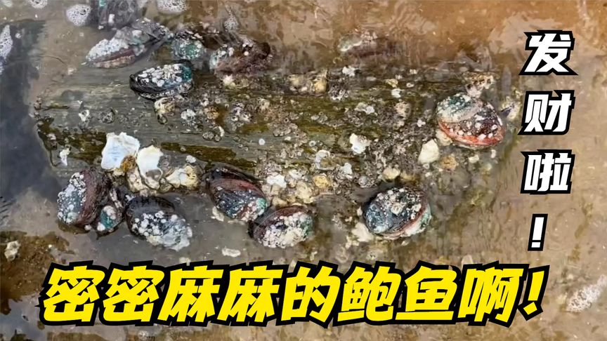 排水口海鮮大爆發(fā)啦！管道上吸著一大片鮑魚！還有好多深海大龍蝦