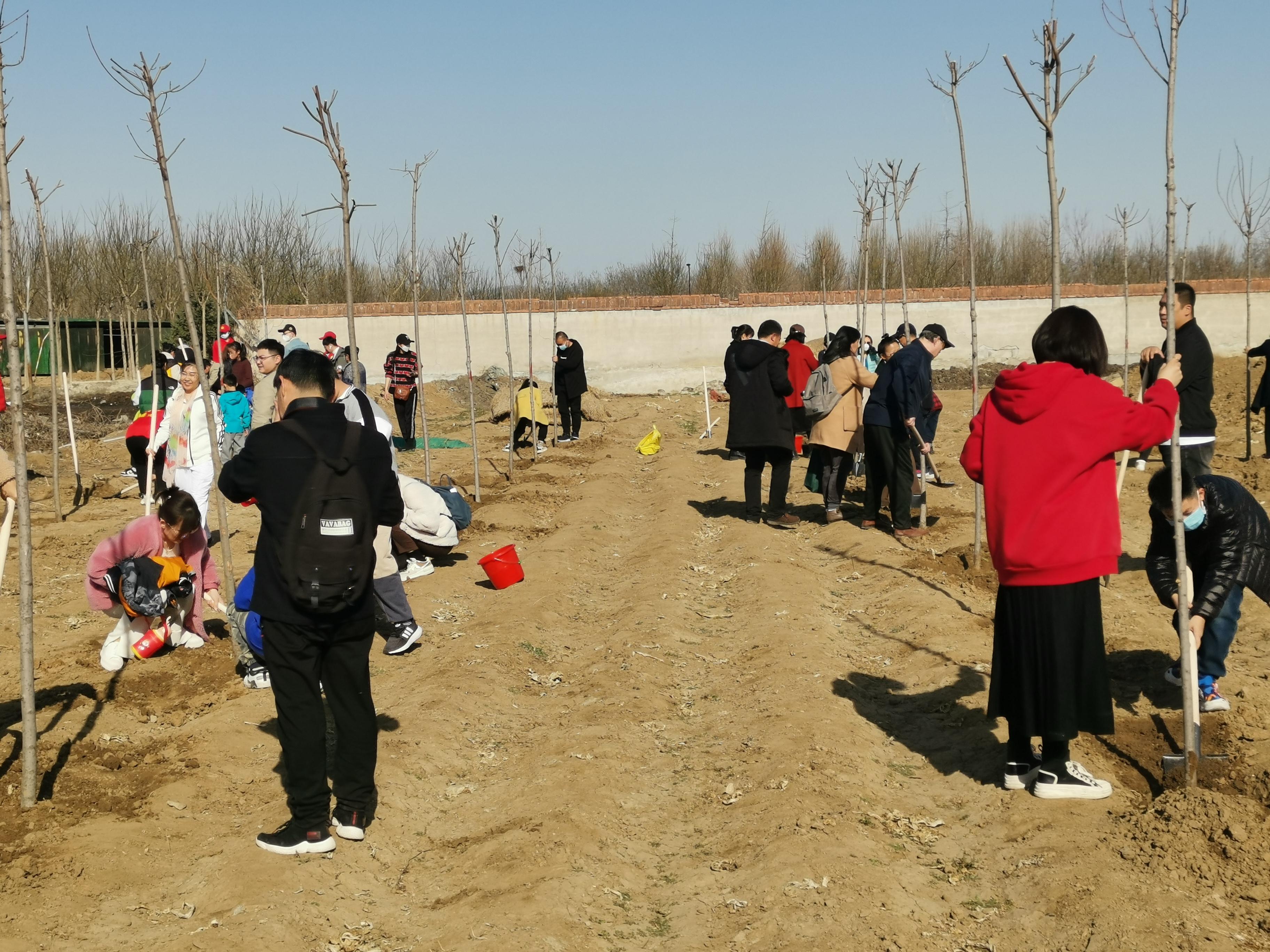 擁抱春天，播種綠色，放飛希望——三河市開展3·12植樹活動-圖4