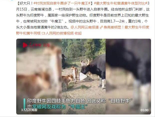 罕見！云南村民自家牛圈多一頭印度野牛 重1.5噸無天敵，僅存200頭-圖2