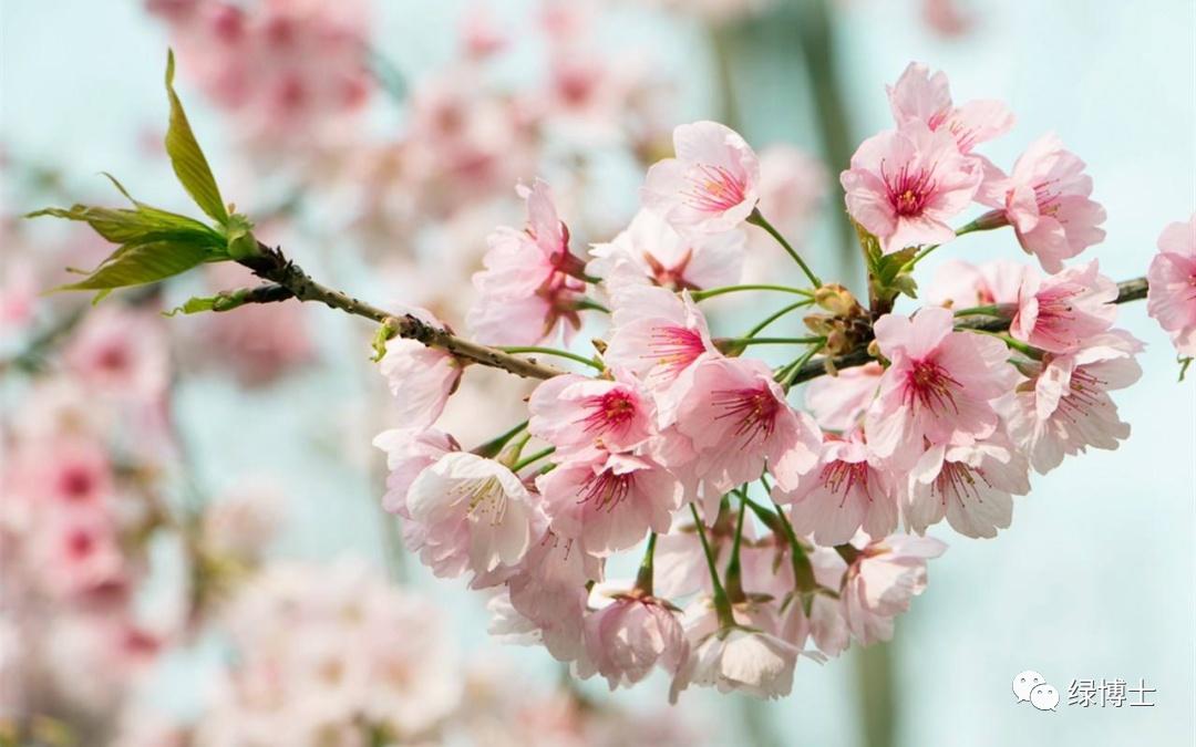9首春花“飛花令” 邊賞花邊漲文采！-圖4