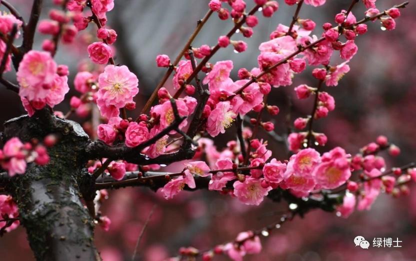 9首春花“飛花令” 邊賞花邊漲文采！-圖3